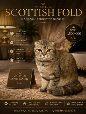 Шотландская вислоухая кошка