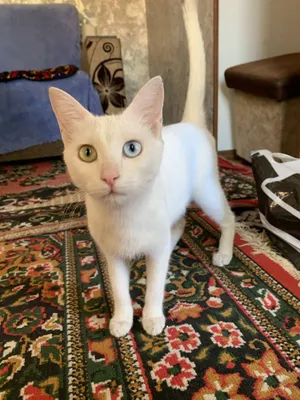 2 jinsiy aloqa kitobi mehmonlar kitobi