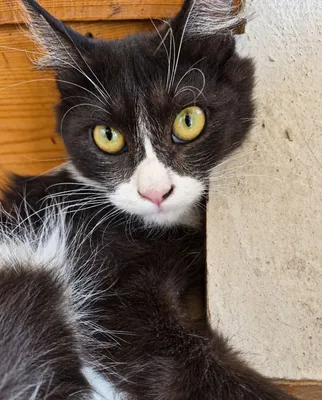 Котенок в добрые руки 1