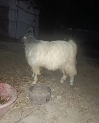 Teke satiladi No'kis qalasi 1