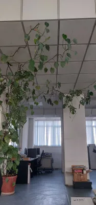 5 metrli monstera