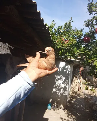 Naut kabutar sotiladi 1