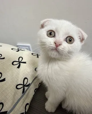 Белоснежный Scottish Fold 1