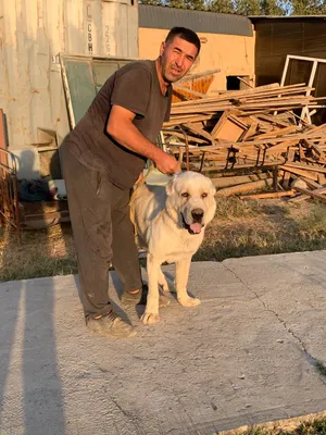 Алабай 1