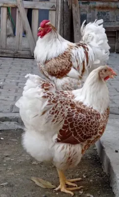 Виандот, белое золото 1