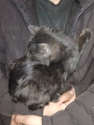 Yangi mushuk keldi ismi qoravoy 1