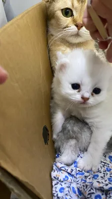 Продаётся котёнок 1