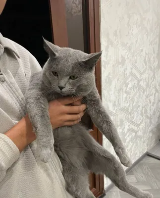 Британский кот 1