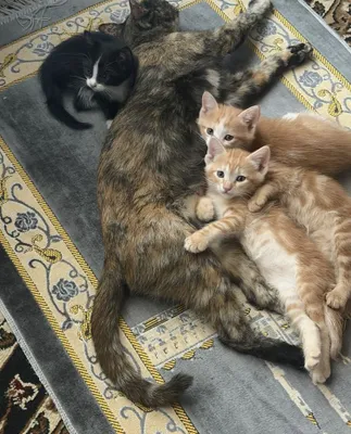 Бесплатно отдаются умные котята возрастом 1,5 месяца 1