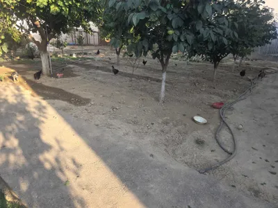 Tovuqlar sotiladi