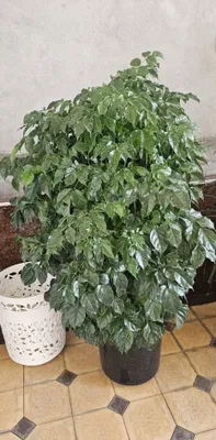 Sirochniga tuvakli palma va guli sotiladi xolati ajoyin 1