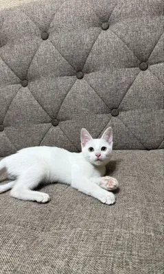 Mushukcha faqat mas’uliyatli egaga beriladi. 1