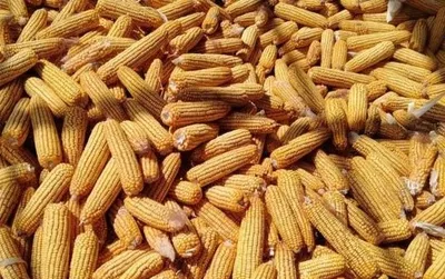 Makka jo'xori Sotiladi Jaydari Jo'xori narxini kelishtrib beramiz