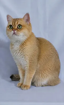 Шотландский кот золотая шиншилла 1