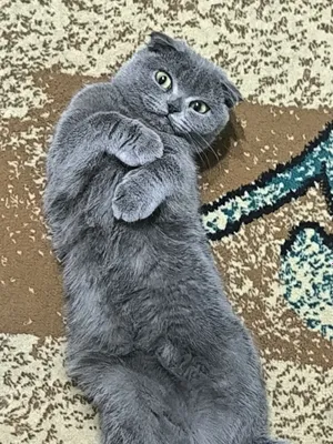 Shotland zotdor mushuklari: Scottish Straight va Scottish Fold 1