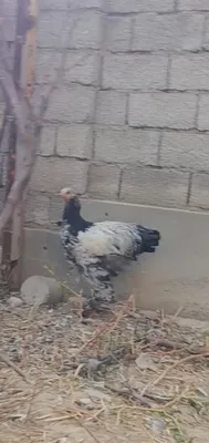 Brama tochkali xorozla 1