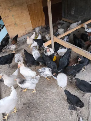 Xotinim bilan MFF jinsiy aloqa onlayn