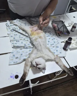 Ветеринарные услуги 1