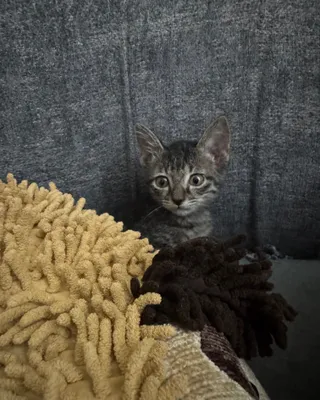 Котята маленькие домашние 1