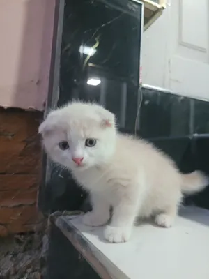 Продам Котёнок кот 1