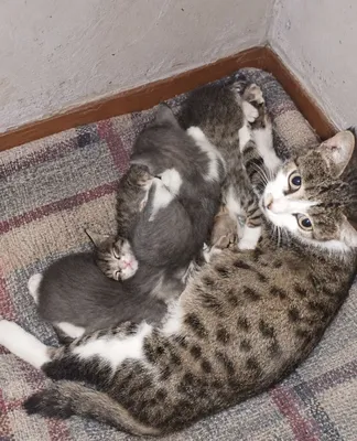 Мама-кошка и её котята отдаются вместе 1