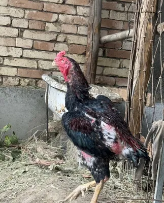 Dakan xoʻroz toza shamo 1
