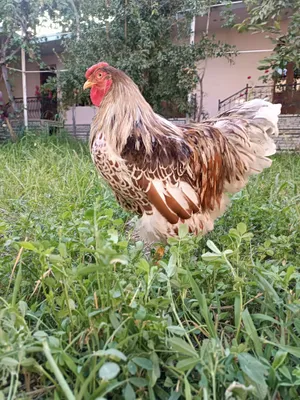 Виандот хуроз привозной американский 1