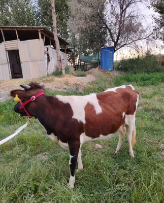 Продаётся корова 1