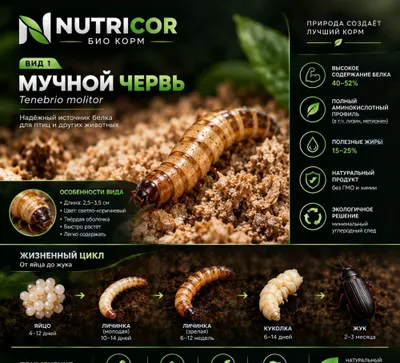 Обучение выращиванию Мучного червя и продажа 1