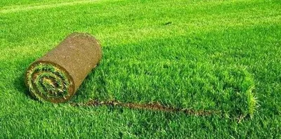 Услуги по укладке газона 1