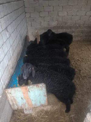 Срочно продаются бараны 1