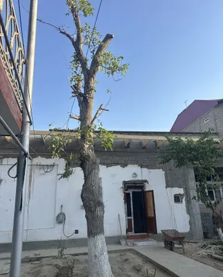 Yong‘oq daraxti 1