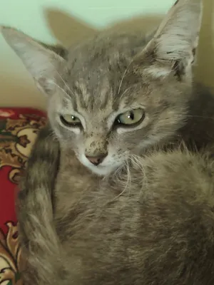 Котёнок 1