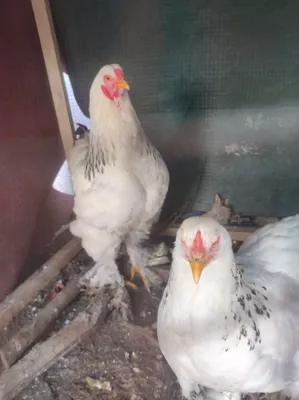 Birinchi marta jinsiy olatni korgan qizning onlayn videosi Anna Dymna yalangoch fotosurat