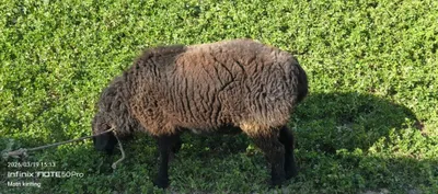 Boqilgan qõchqor sotiladi 1