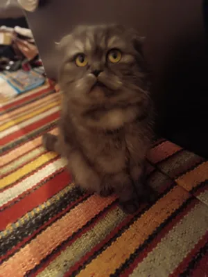 Продаётся кошка 1