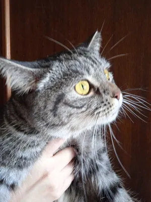 Britan chinchilla mushugi, bichilgan, 1 yosh. 1