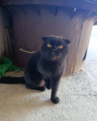Кошка отдаётся бесплатно! 1