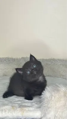 Qisqa oyoqli, chinchilla rangli munchkin sotiladi 1