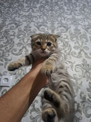 Скоттиш фолд 1