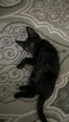 Котенок продается 1