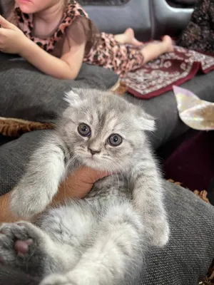 Шотландские вислоухие кошки 1