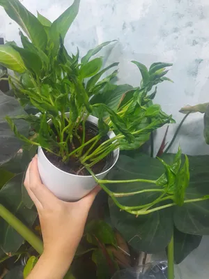 Epipremnum (Godzilla) Shangri La
