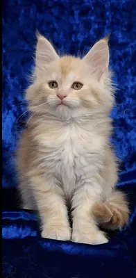 Котёнок породы Мейн-кун 1
