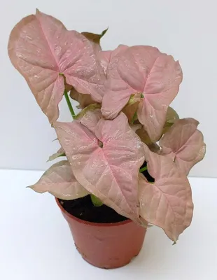 Singonium Neon Robusta. Uy va ofis uchun gullar. 1