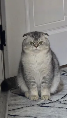 ВЯЗКА!! шотландский вислоухий кот (Скоттиш-фолд) приглашает на вязку 1