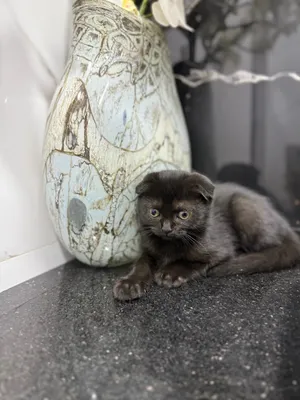 Вислоухий котенок 1