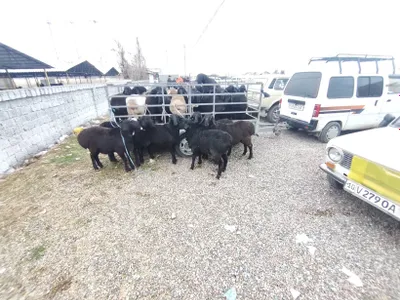 Продаются бараны, 6 штук 1