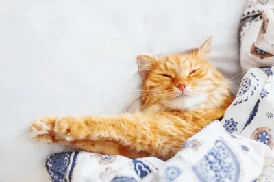 Передержка кошки котика 1
