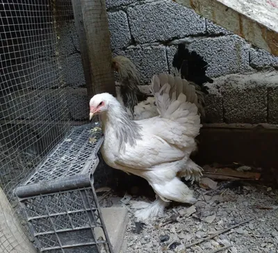 Продаются браминские куры и петух 1